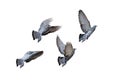 Action Scene of Group of Rock Pigeons Flying in The Air Isolated on White Background with Clipping Path