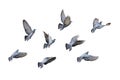 Action Scene of Group of Rock Pigeons Flying in The Air Isolated on White Background with Clipping Path