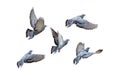 Action Scene of Group of Rock Pigeons Flying in The Air Isolated on White Background with Clipping Path