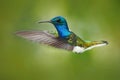 Action scene from nature, hummingbird in fly. Hummingbird in the forest. Flying blue and white hummingbird White-necked Jacobin. Royalty Free Stock Photo