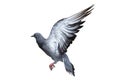 Action scene of rock pigeon flying in the air isolated on white background Royalty Free Stock Photo