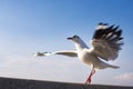 Action Seagull Dance Ballet. at thailand.