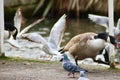 A Canadian goose hissing at other birds Royalty Free Stock Photo
