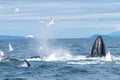 action shot of birds and humpback whales feeding on fish in alaska Royalty Free Stock Photo