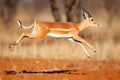 action shot of a gazelle leaping