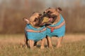 Action shot of two brown French Bulldog dogs wearing matching blue sweaters running towards camera while holding ball toy