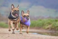 Two fawn French Bulldog dogs wearing neckerchief running together towards camera with ball toy in muzzle
