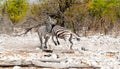 Action shot of 2 zebras fighting Royalty Free Stock Photo