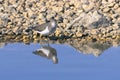 Actitis hipoleucos, a beautiful specimen in the water, looking for food in its habitat. wetland conservation concept