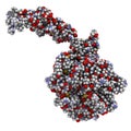 Activated coagulation factor VII (FVIIa), chemical structure. Plays role in blood clotting (coagulation). Recombinant protein used