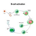 Activation of B-cell leukocytes Royalty Free Stock Photo