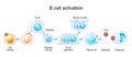 Activation of B cell leukocytes. transparent realistic cells