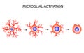 Activation of microglia. Neuron. Nerve cell. Infographics. Vector illustration on background.