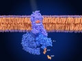 Activation of rhodopsin by light