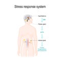 Activation of the stress response system