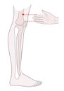 Active acupuncture points on the legs: above the knee. Vector illustration