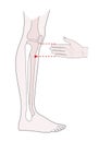 Active acupuncture points on the legs: below the knee. Vector illustration