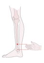 Active acupuncture points on the legs: bove the ankle. Vector illustration