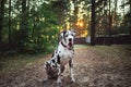 Healthy slender dog Dalmatian sitting in forest clearing Royalty Free Stock Photo