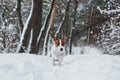 Active animal in the forest. Close up portrait of cute dog that have a walk ourdoors in the winter time