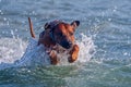 Active athletic dog rhodesian ridgeback running at the sea Royalty Free Stock Photo