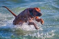 Active athletic dog rhodesian ridgeback running at the sea Royalty Free Stock Photo