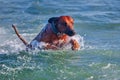 Active athletic dog rhodesian ridgeback running at the sea Royalty Free Stock Photo