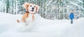 Active beagle dog running in deep snow. Winter walks with pets concept image