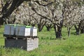 Active Bee Hives