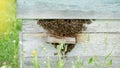 Active beehive on rustic wooden planks amidst lush greenery, with bees entering and exiting