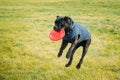 Active Black Cane Corso Dog Play Running Jumping With Plate Toy Outdoor In Park. Dog Wears In Warm Clothes. Big Dog Royalty Free Stock Photo