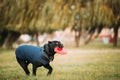 Active Black Cane Corso Dog Play Running With Plate Toy Outdoor In Park. Dog Wears In Warm Clothes. Big Dog Breeds Royalty Free Stock Photo