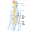 Active brain and energetic vagus nerve, communication, meditation, woman, labeled, 3D illustration