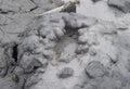 Active Bubbling in Mud Volcano - Baratang island, Andaman Nicobar Islands, India Royalty Free Stock Photo