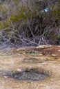 Active sulphur puddle in front of trees near Sulphur Bay, Rotorua, New Zealand