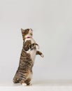 Active cat playing. Royalty Free Stock Photo