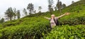 Active caucasian blonde woman enjoing fresh air and pristine nature while tracking among tea plantaitons near Ella, Sri