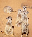 Always Active And Cheeky Meerkats