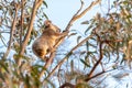 Active cute koala climbing eucalyptus tree