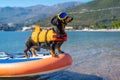 Active dachshund dog in specialized sunglasses for pets with polarizing lenses and life jacket is on stiffest durable Royalty Free Stock Photo