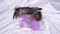 Active dachshund puppy stole skein of yarn, nibbles it, wallows and gets tangled in threads, top view. Naughty and