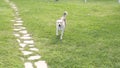 Active dog runs on a green grass