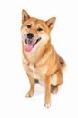 Active dog Shiba Inu Japanese breed adorable pet looking at camera with open mouth Royalty Free Stock Photo