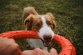 Active and energetic dog holds round red toy with teeth and looks up. Playing with owner, top view from first person Royalty Free Stock Photo