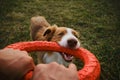 Active and energetic dog holds round red toy with teeth and looks up. Playing with owner, top view from first person Royalty Free Stock Photo