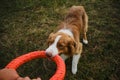 Active and energetic dog holds round red toy with teeth and looks up. Playing with owner, top view from first person Royalty Free Stock Photo