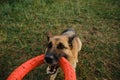 Active and energetic dog holds round red toy with teeth and looks up. Playing with owner, top view from first person Royalty Free Stock Photo