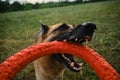 Active and energetic dog holds round red toy with teeth and looks up. Playing with owner, top view from first person