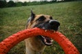 Active and energetic dog holds round red toy with teeth and looks up. Playing with owner, top view from first person Royalty Free Stock Photo