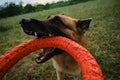 Active and energetic dog holds round red toy with teeth and looks up. Playing with owner, top view from first person Royalty Free Stock Photo